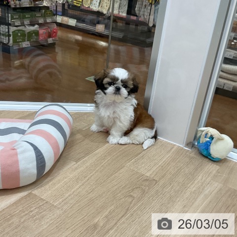 福岡県のシーズー (ペットプラス 八幡東店/2026年1月3日生まれ/女の子/ゴールドホワイト)の子犬の4枚目の画像