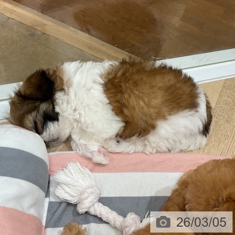 福岡県のシーズー (ペットプラス 八幡東店/2026年1月3日生まれ/女の子/ゴールドホワイト)の子犬の3枚目の画像