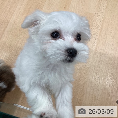 マルチーズの写真