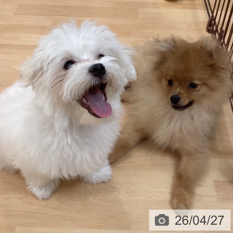 マルチーズの写真