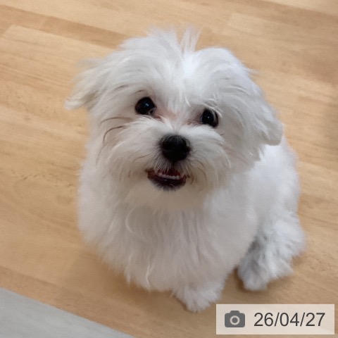 マルチーズの写真