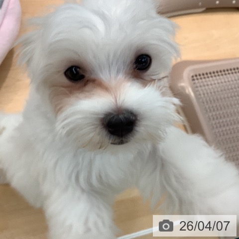 熊本県のマルチーズ (ペットプラス 熊本店/2026年1月3日生まれ/男の子/ホワイト)の子犬の3枚目の画像