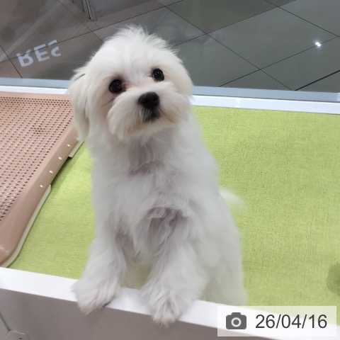 マルチーズの写真