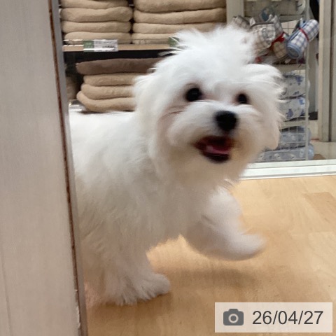 マルチーズの写真