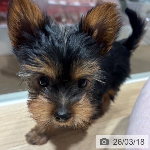 兵庫県のヨークシャーテリア (ペットプラス 神戸三宮店/2026年1月7日生まれ/男の子/スチールブルータン)の子犬の3枚目の画像