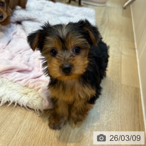 ヨークシャー・テリアの写真