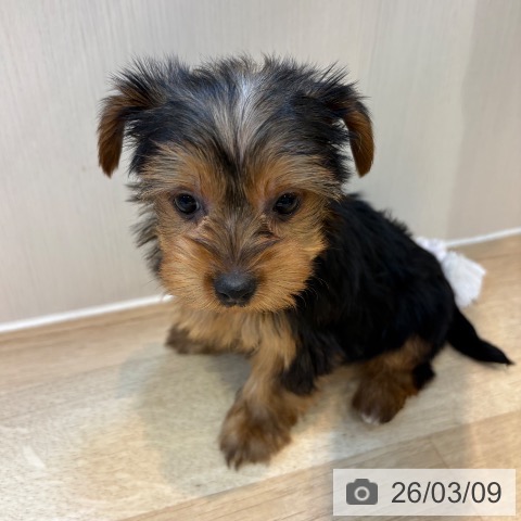 ヨークシャー・テリアの写真