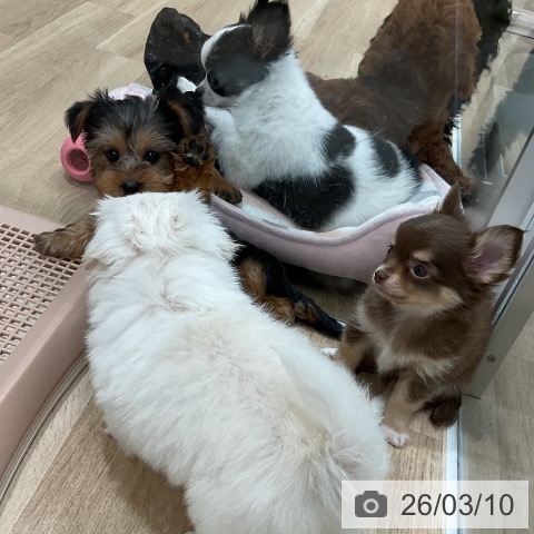 福岡県のヨークシャーテリア (ペットプラス 八幡東店/2026年1月7日生まれ/女の子/スチールブルータン)の子犬の4枚目の画像