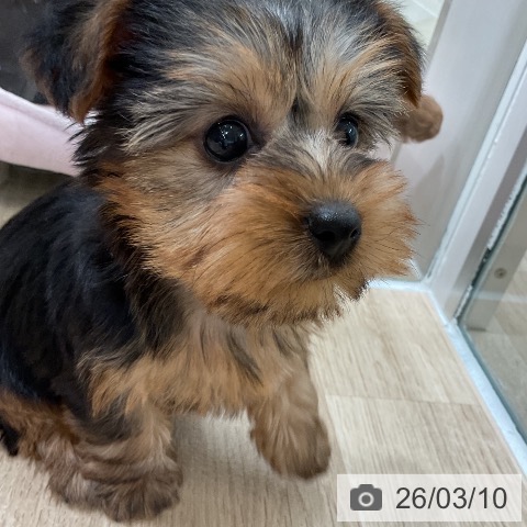 福岡県のヨークシャーテリア (ペットプラス 八幡東店/2026年1月7日生まれ/女の子/スチールブルータン)の子犬の3枚目の画像