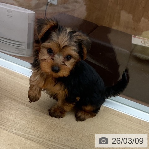 ヨークシャー・テリアの写真