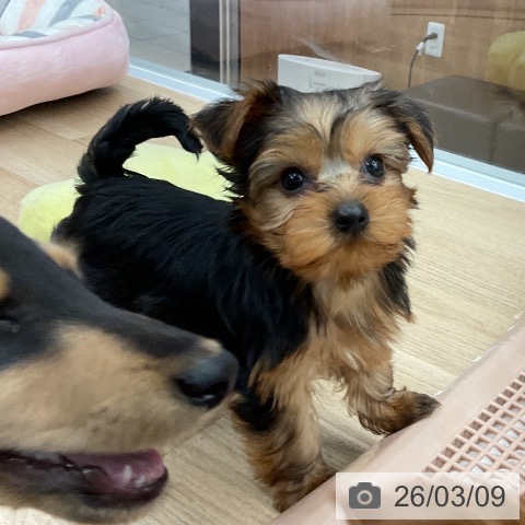 ヨークシャー・テリアの写真