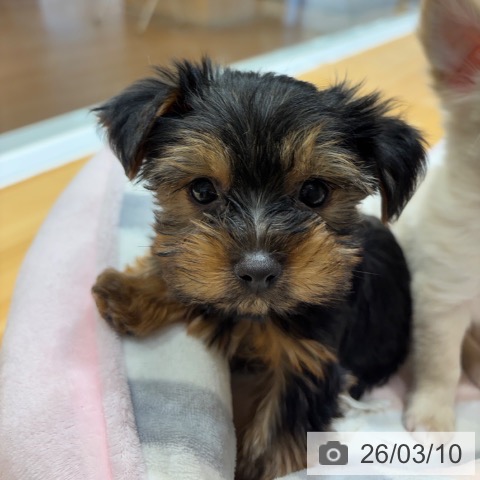 ヨークシャー・テリアの写真