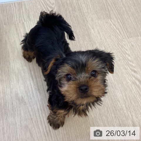 沖縄県のヨークシャーテリア (ペットプラス 沖縄ライカム店/2026年1月6日生まれ/男の子/スチールブルータン)の子犬の4枚目の画像