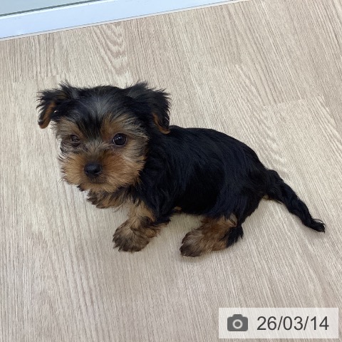 沖縄県のヨークシャーテリア (ペットプラス 沖縄ライカム店/2026年1月6日生まれ/男の子/スチールブルータン)の子犬の3枚目の画像