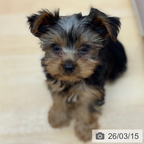 京都府のヨークシャーテリア (ペットプラス 醍醐店/2026年1月6日生まれ/男の子/スチールブルータン)の子犬の3枚目の画像