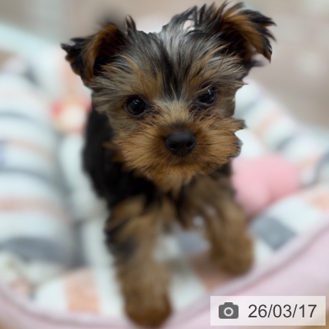 京都府のヨークシャーテリア (ペットプラス 醍醐店/2026年1月6日生まれ/男の子/スチールブルータン)の子犬の3枚目の画像