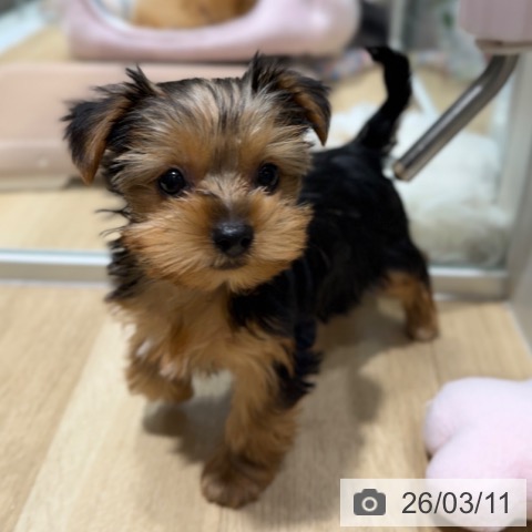 大阪府のヨークシャーテリア (ペットプラス 四條畷店/2026年1月6日生まれ/女の子/スチールブルータン)の子犬の4枚目の画像