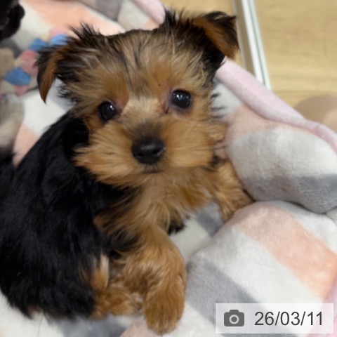 大阪府のヨークシャーテリア (ペットプラス 四條畷店/2026年1月6日生まれ/女の子/スチールブルータン)の子犬の3枚目の画像