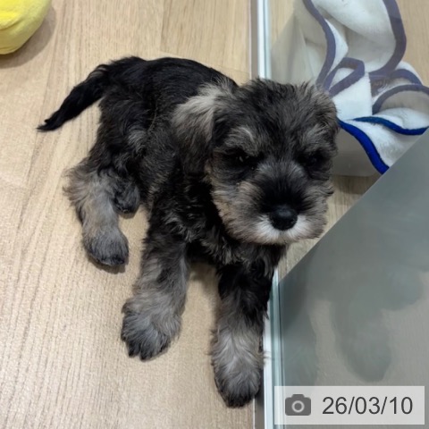 ミニチュア・シュナウザーの写真