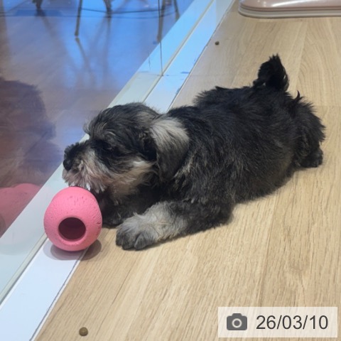 ミニチュア・シュナウザーの写真