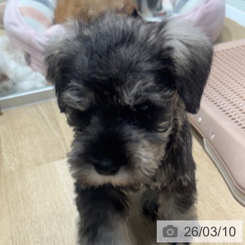 ミニチュア・シュナウザーの写真