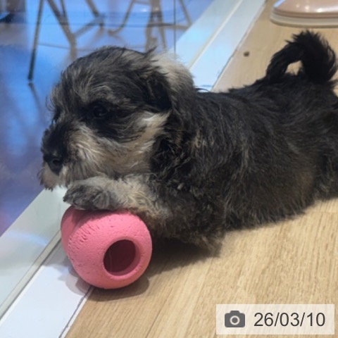 ミニチュア・シュナウザーの写真