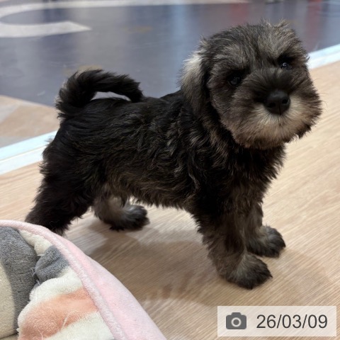 ミニチュア・シュナウザーの写真