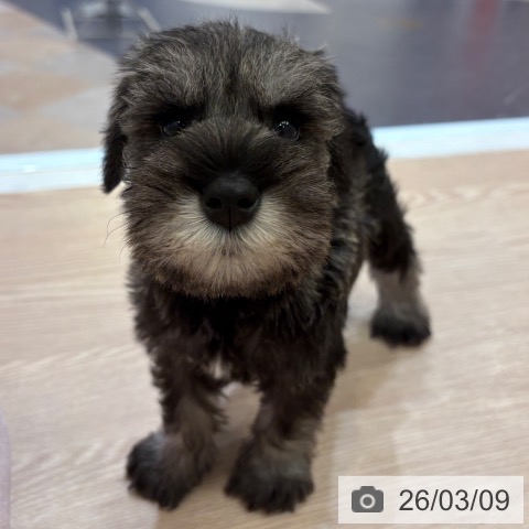 ミニチュア・シュナウザーの写真