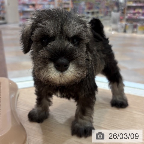 ミニチュア・シュナウザーの写真