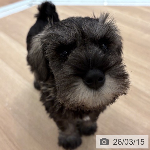 大阪府のミニチュアシュナウザー (ペットプラス 大阪ドームシティ店/2026年1月6日生まれ/男の子/ソルトペッパー)の子犬の3枚目の画像