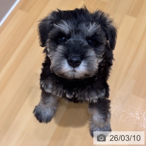 ミニチュア・シュナウザーの写真