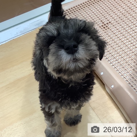 ミニチュア・シュナウザーの写真