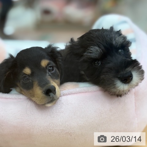 京都府のミニチュアシュナウザー (ペットプラス 醍醐店/2026年1月6日生まれ/男の子/ブラックシルバー)の子犬の4枚目の画像