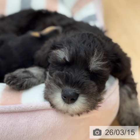 京都府のミニチュアシュナウザー (ペットプラス 醍醐店/2026年1月6日生まれ/男の子/ブラックシルバー)の子犬の3枚目の画像