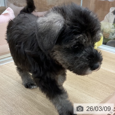 ミニチュア・シュナウザーの写真