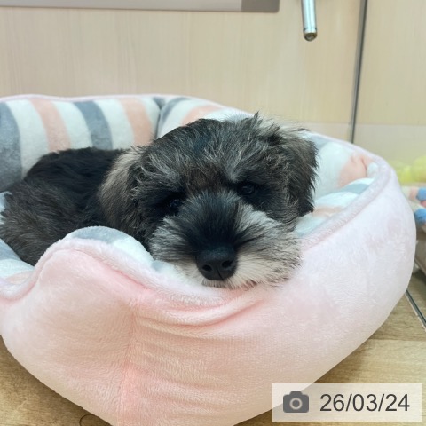 兵庫県のミニチュアシュナウザー (ペットプラス 姫路大津店/2026年1月6日生まれ/女の子/ソルトペッパー)の子犬の4枚目の画像