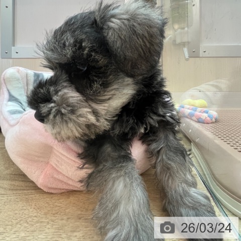 兵庫県のミニチュアシュナウザー (ペットプラス 姫路大津店/2026年1月6日生まれ/女の子/ソルトペッパー)の子犬の3枚目の画像