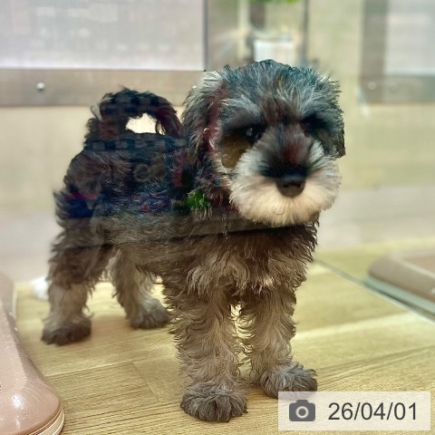 兵庫県のミニチュアシュナウザー (ペットプラス 姫路大津店/2026年1月6日生まれ/女の子/ソルトペッパー)の子犬の3枚目の画像