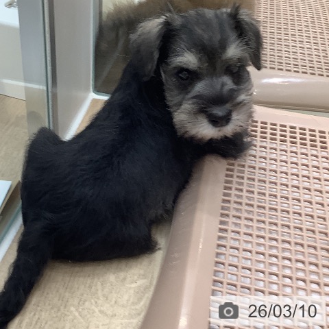 ミニチュア・シュナウザーの写真