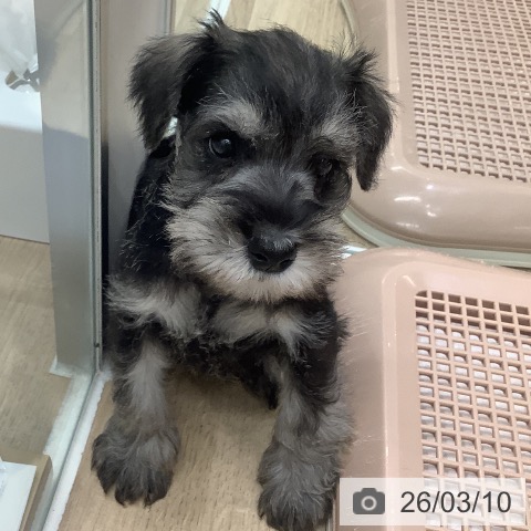 ミニチュア・シュナウザーの写真