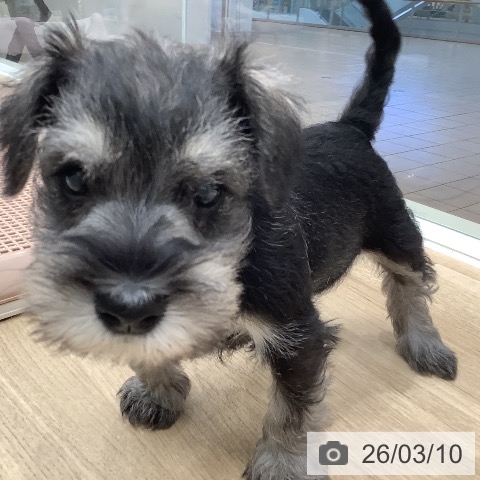 ミニチュア・シュナウザーの写真