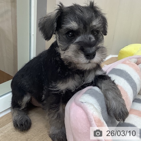 ミニチュア・シュナウザーの写真