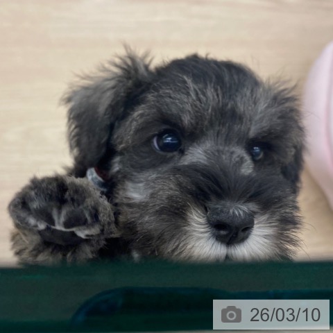 ミニチュア・シュナウザーの写真