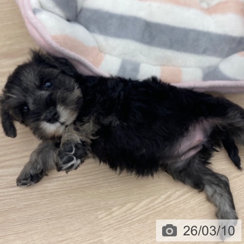 ミニチュア・シュナウザーの写真