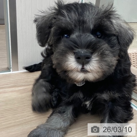 ミニチュア・シュナウザーの写真