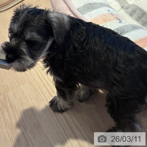 ミニチュア・シュナウザーの写真