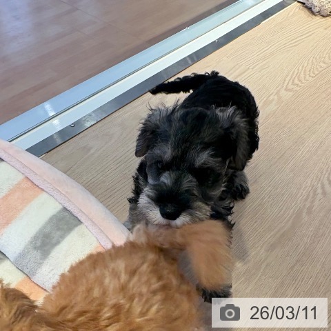 ミニチュア・シュナウザーの写真