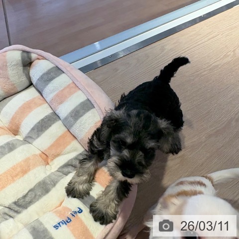 ミニチュア・シュナウザーの写真