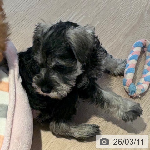 ミニチュア・シュナウザーの写真