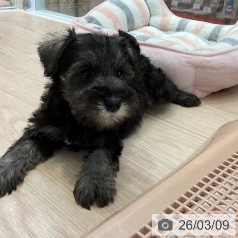 ミニチュア・シュナウザーの写真